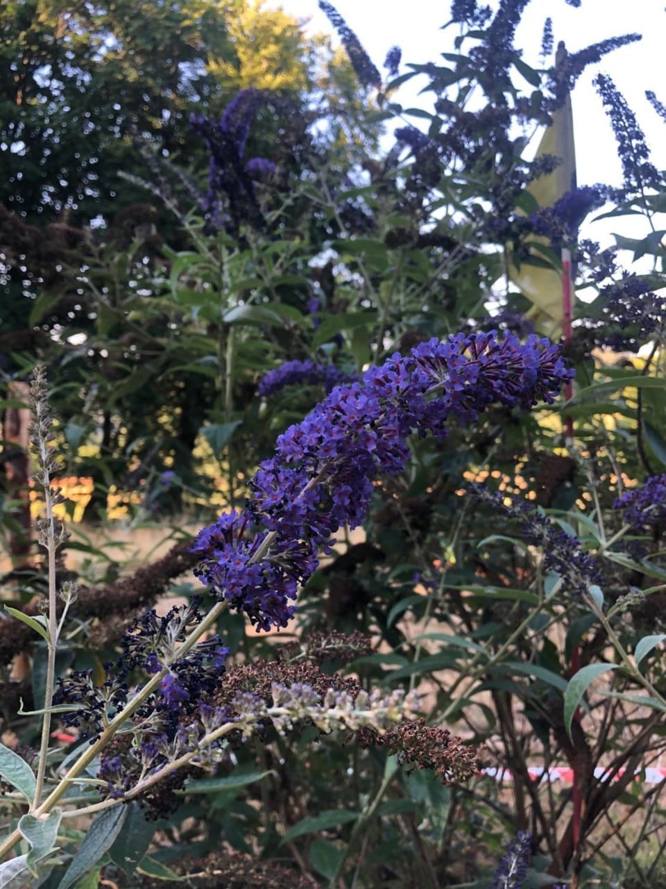 Spring, Garden