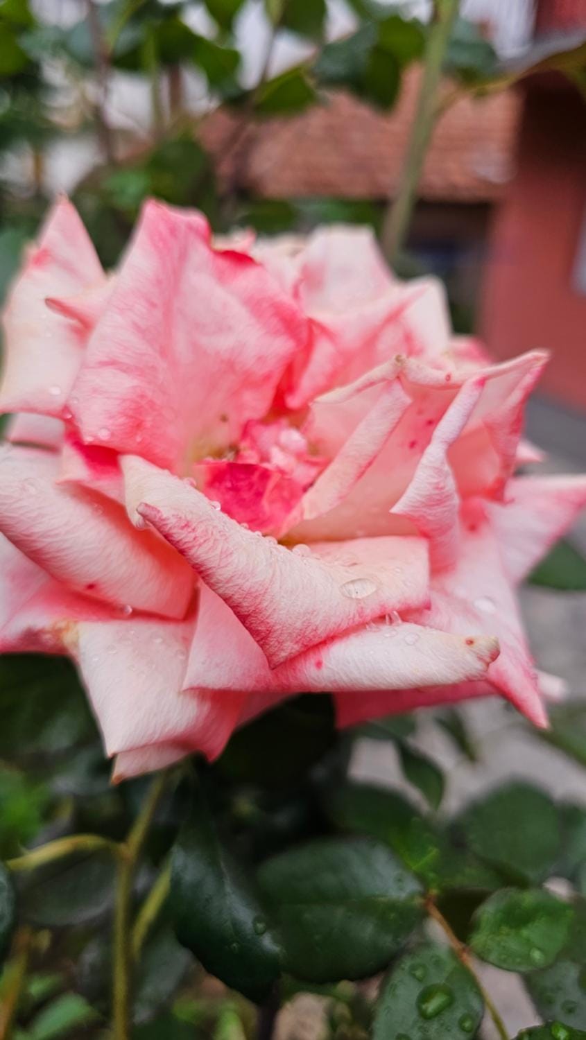 Kod nane Cane Apartment in Zlatibor District, Serbia