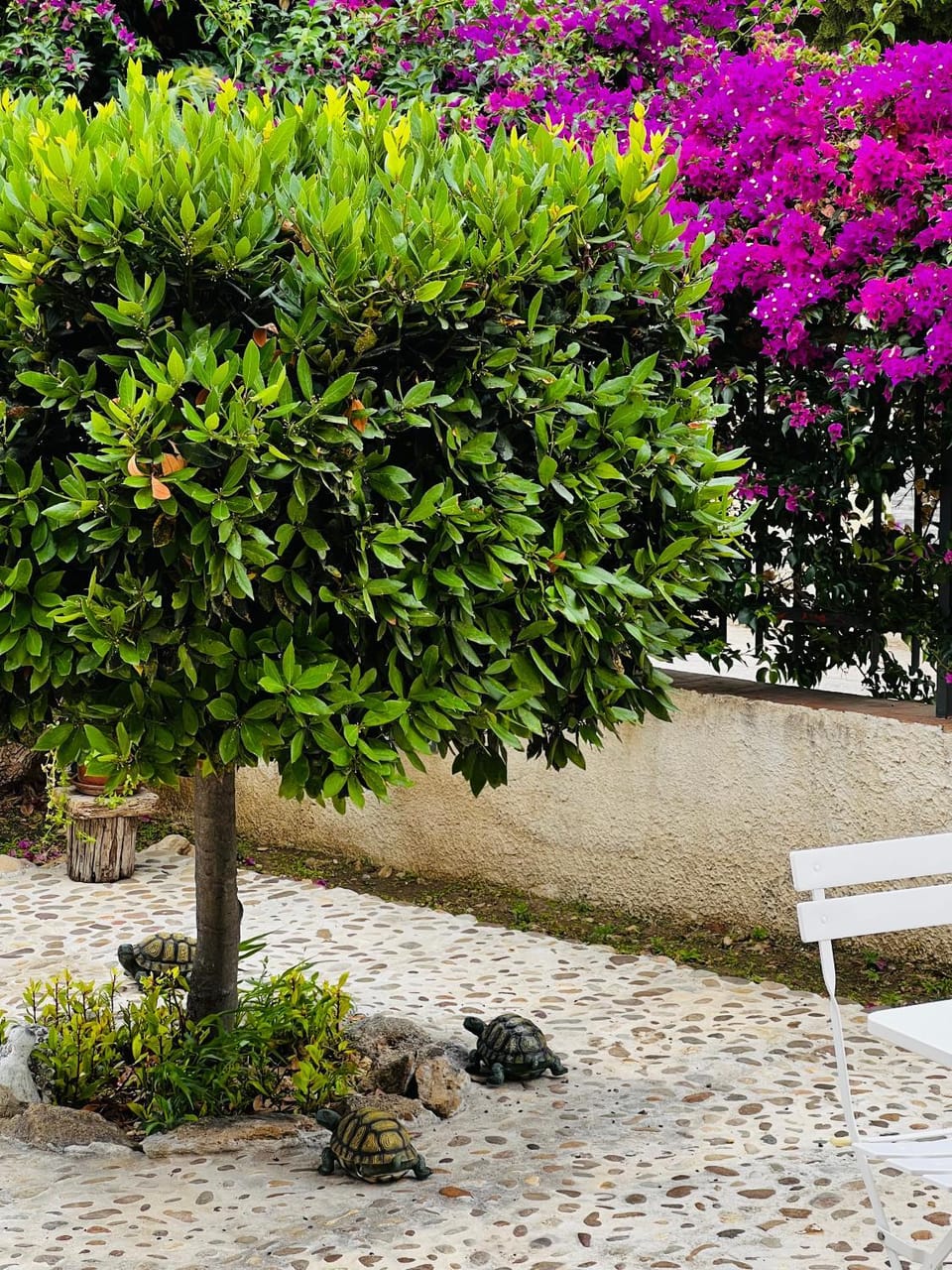 Garden view