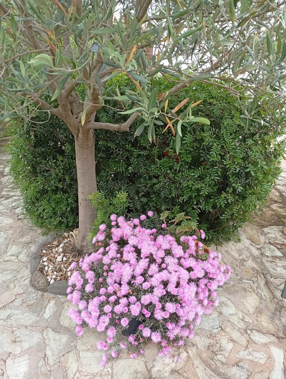 Spring, Garden, Garden view
