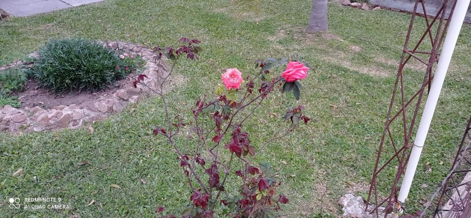 Garden, Garden view
