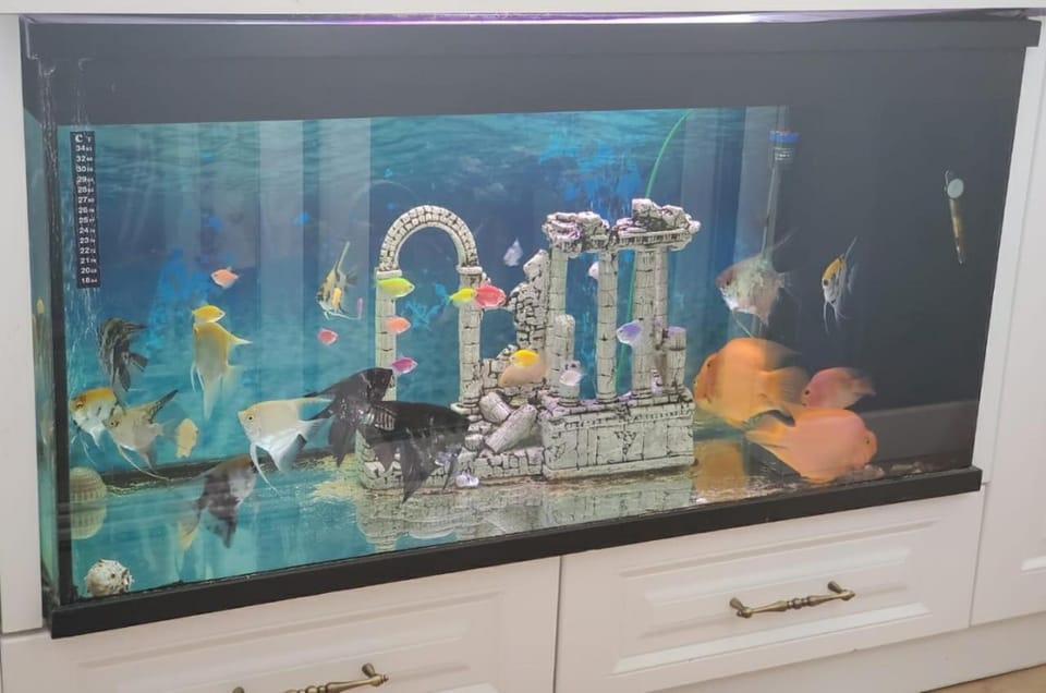 Evening entertainment