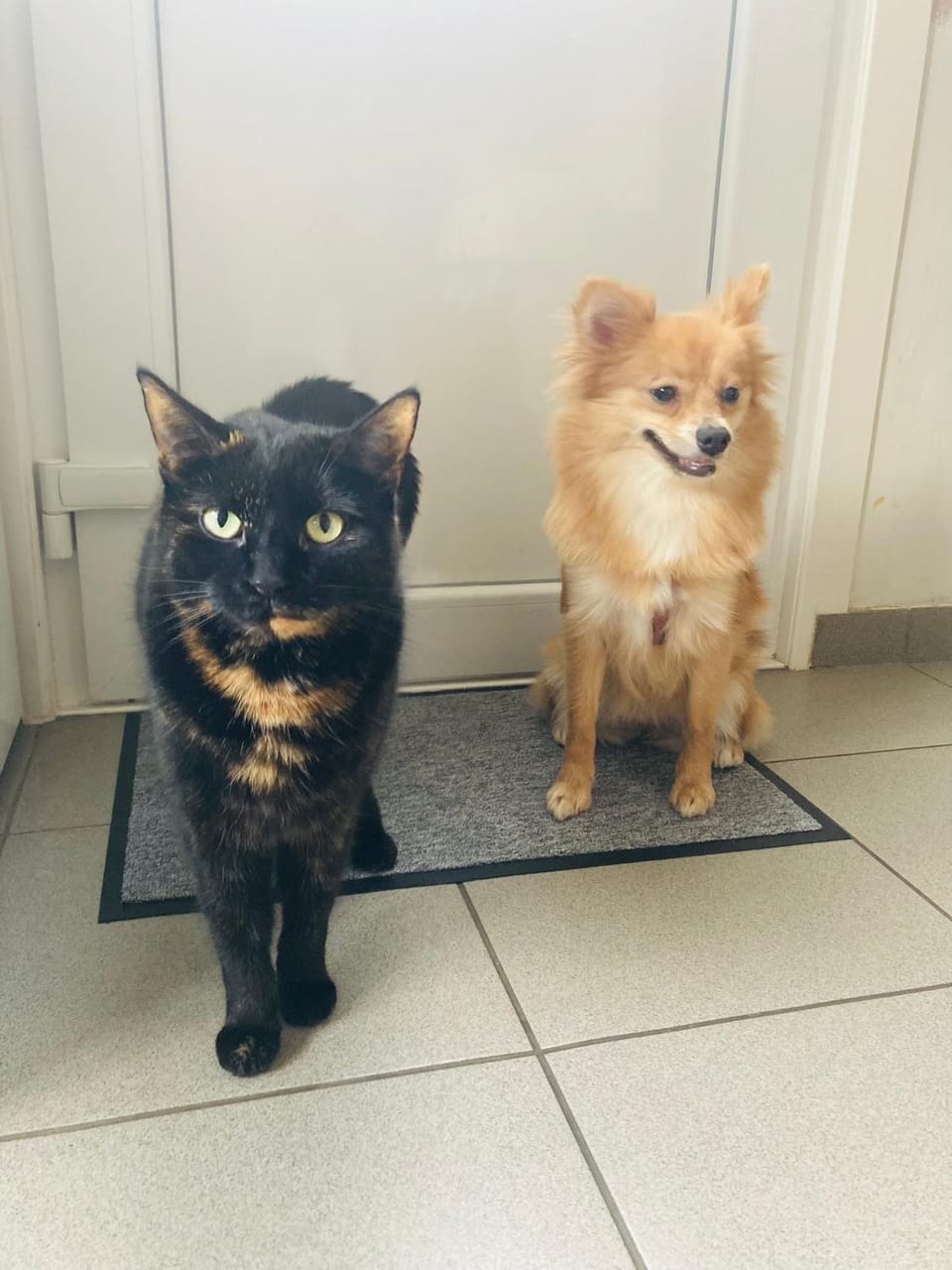 Pets