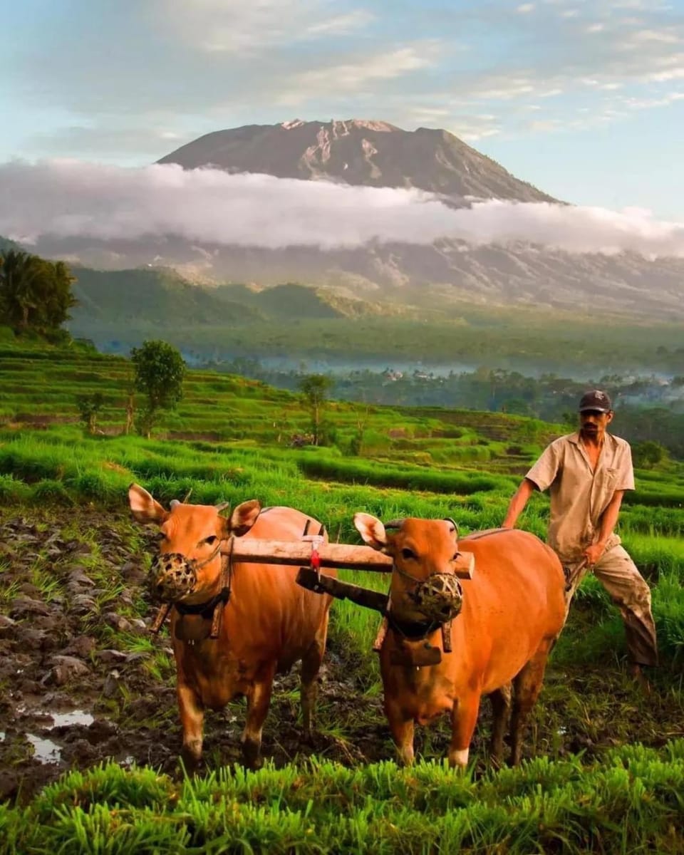 Villa Lumbung Ayu Sari & Spa Vacation rental in Sidemen