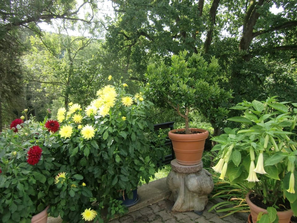 Garden, Balcony/Terrace