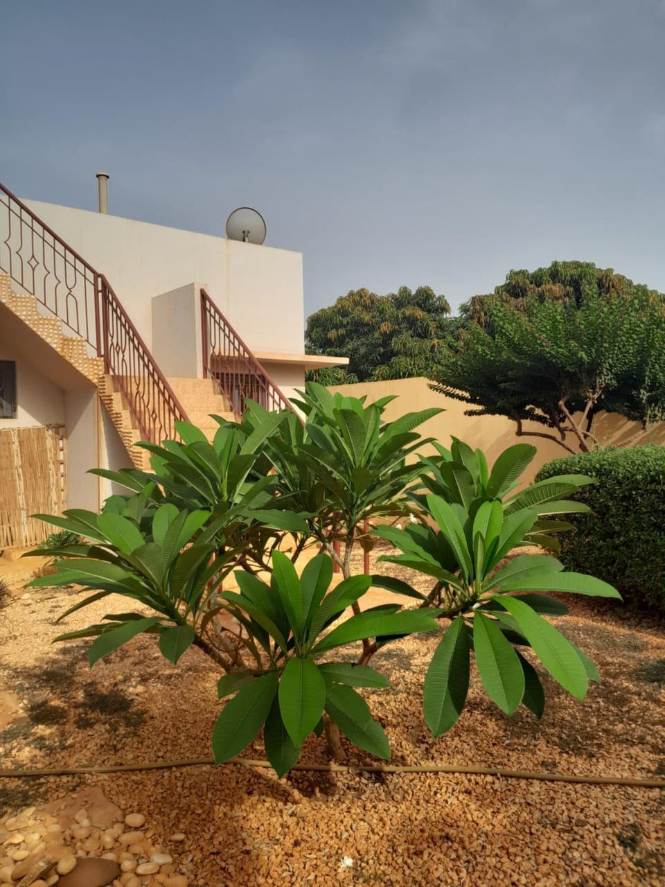 Garden view