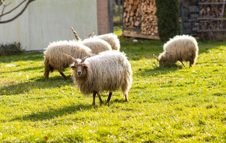 Animals