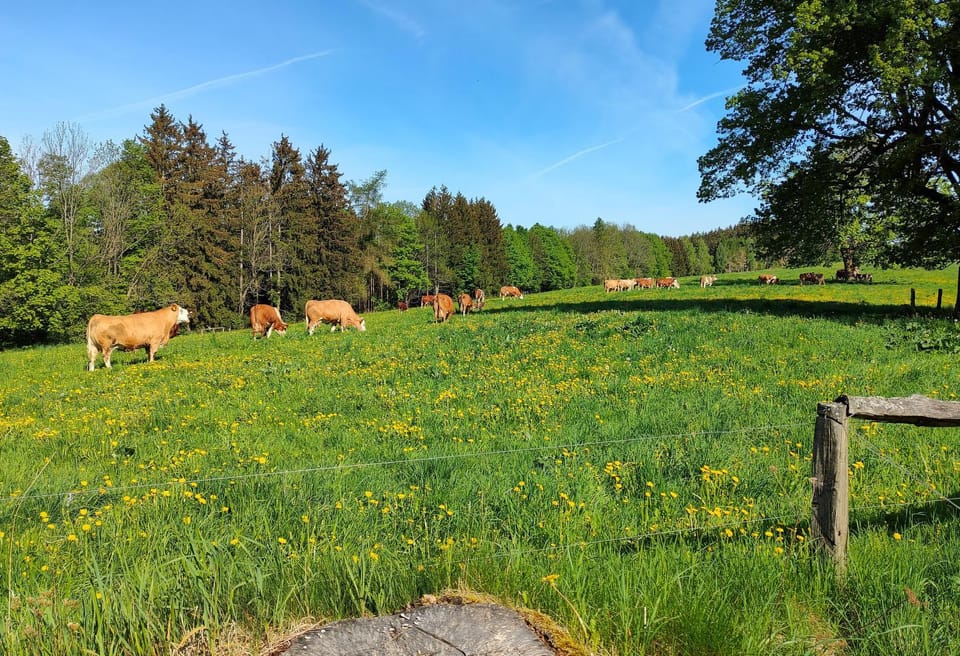 Natural landscape, Animals