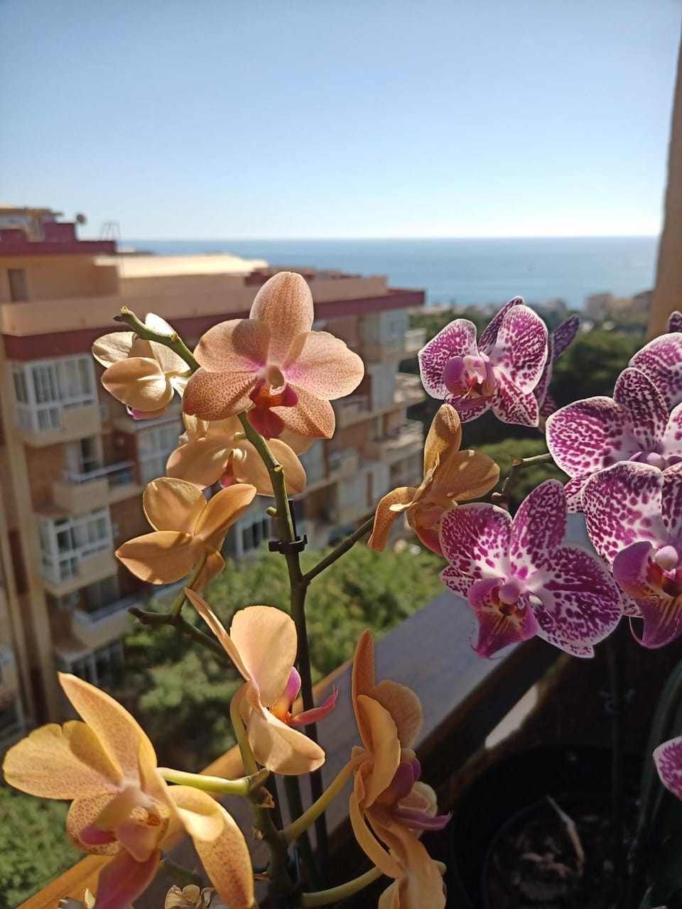 View (from property/room), Balcony/Terrace, Sea view