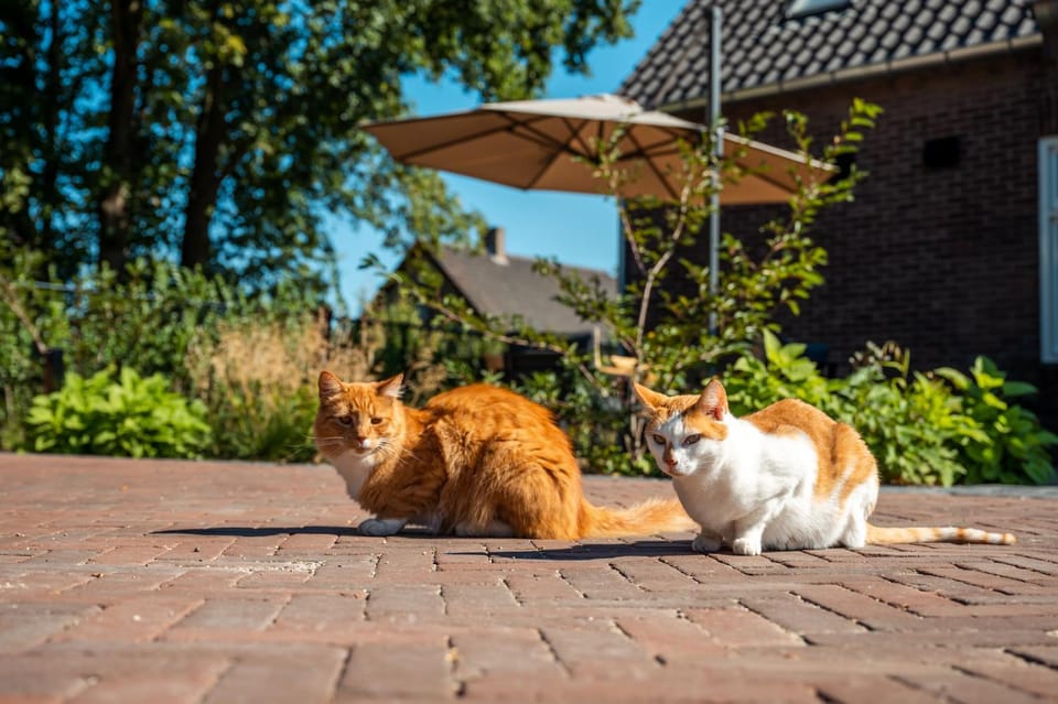 Pets