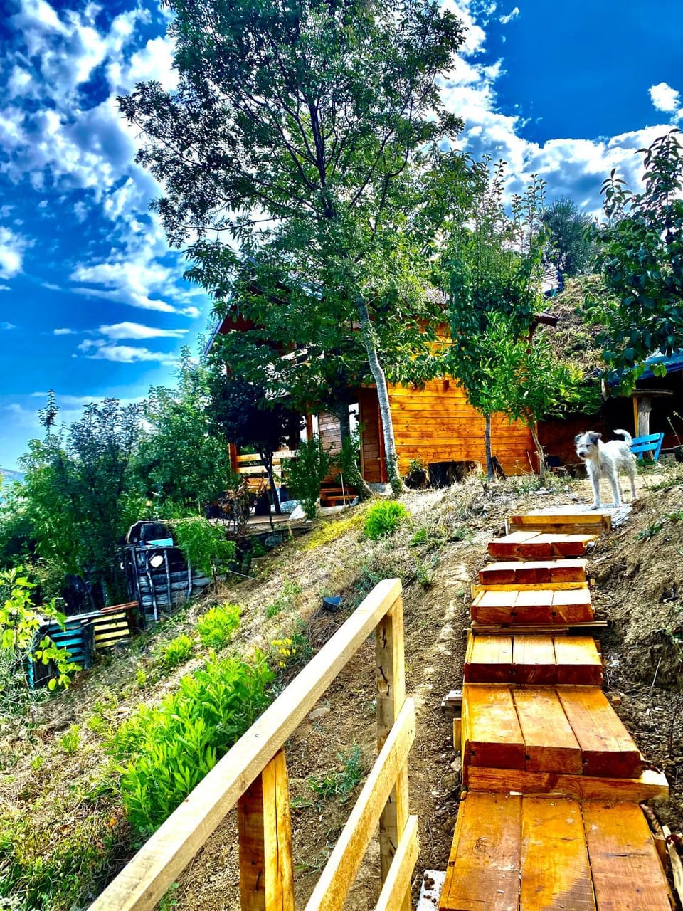 Day, Garden, Garden view
