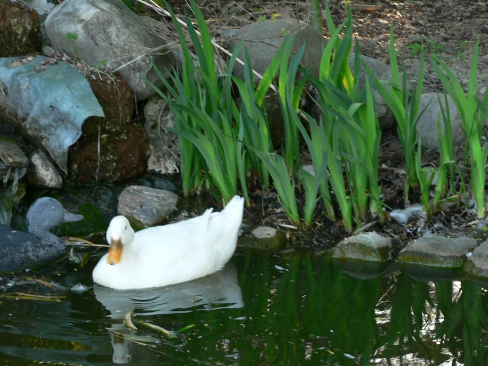 La Quercia e il Gelso Bed and Breakfast in Emilia-Romagna