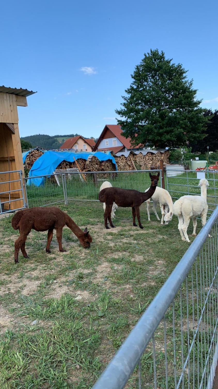 Animals