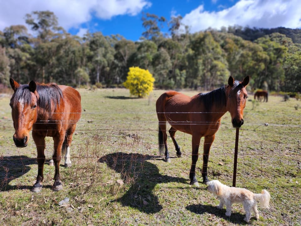 Horse-riding, Animals