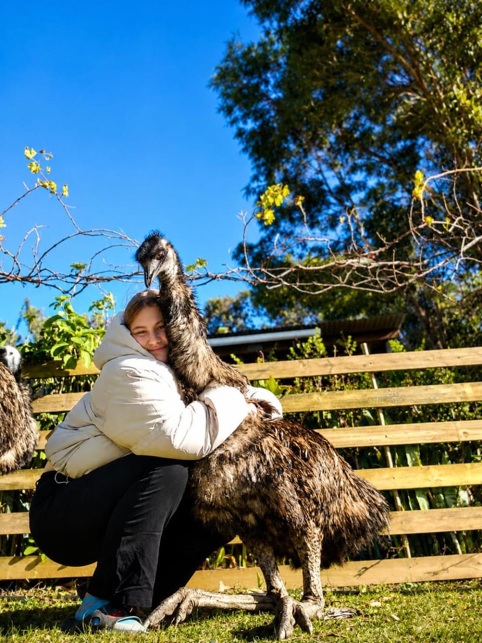Day, Animals