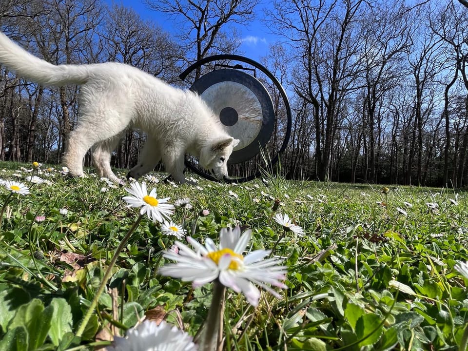 Spring, Garden, Animals, Pets