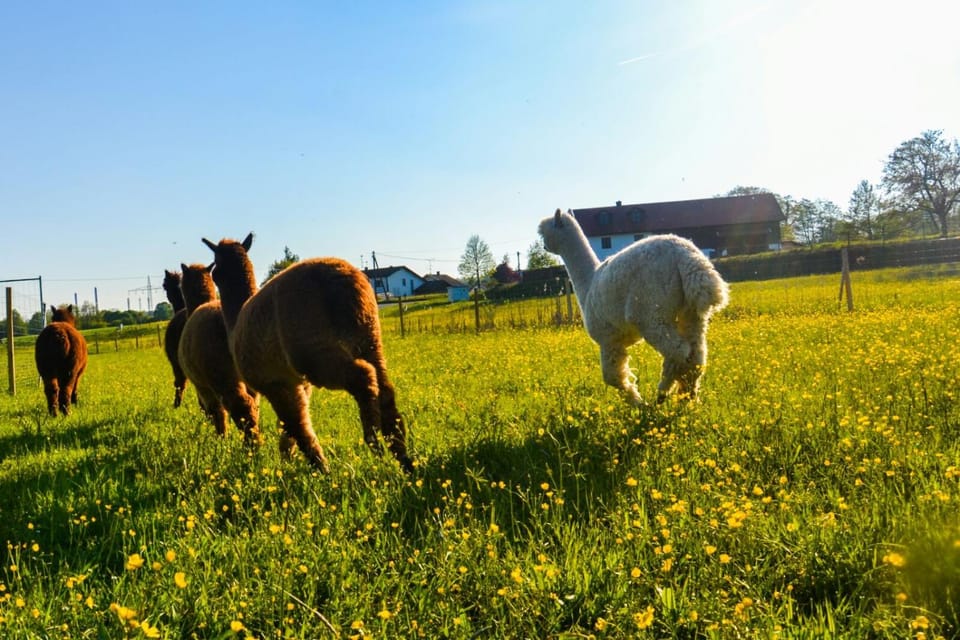 Animals, Pets
