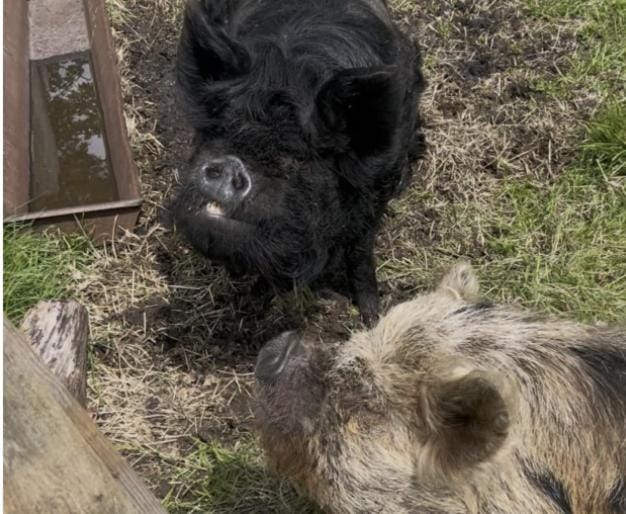 De Linde, boerderij in Drenthe voor 15 tot 30 personen House in Drenthe (province)