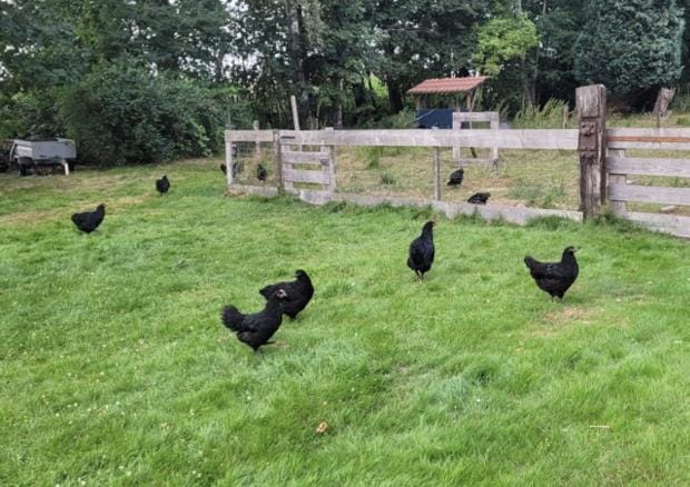 De Linde, boerderij in Drenthe voor 15 tot 30 personen House in Drenthe (province)