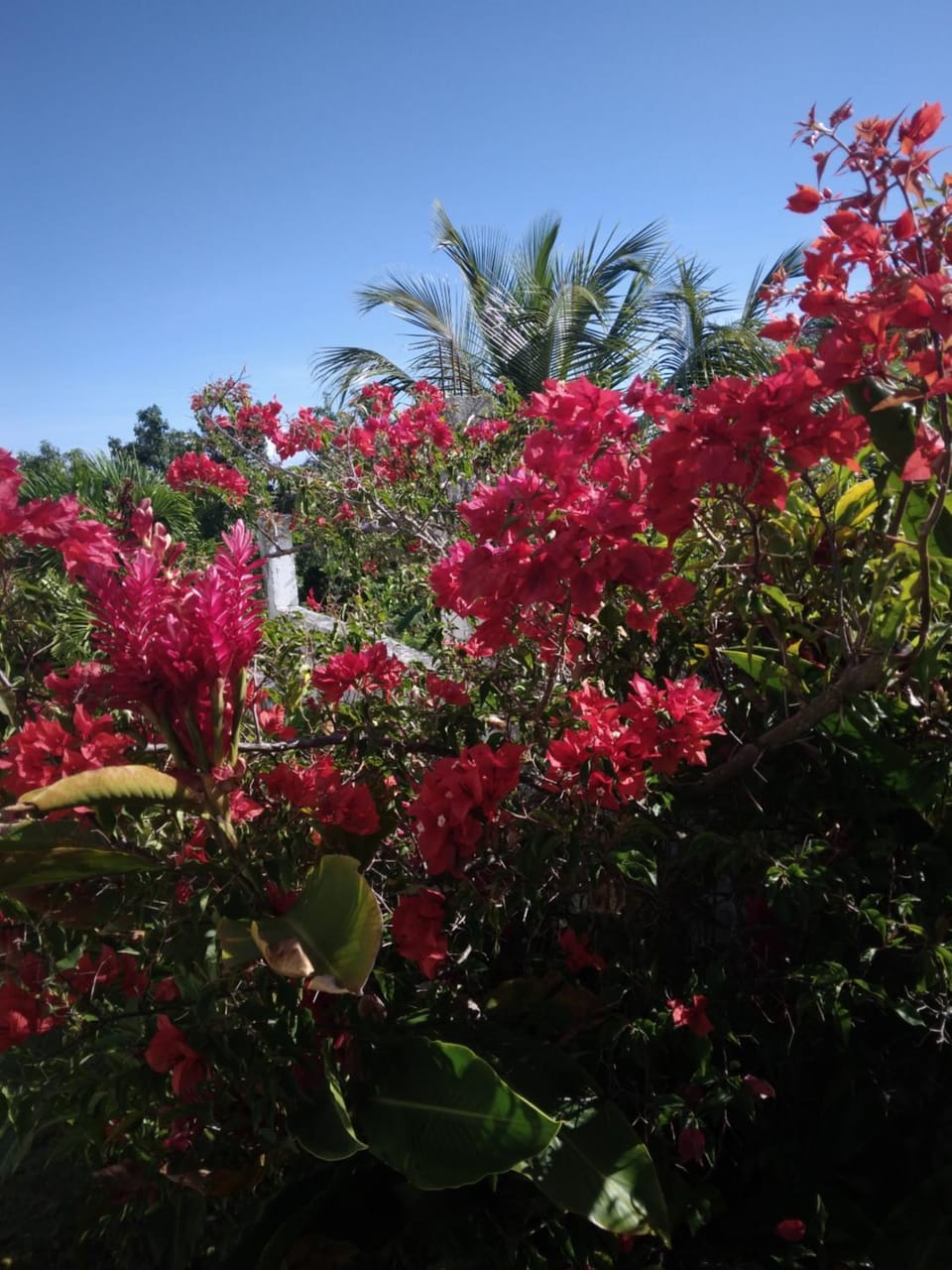 Day, Garden, Garden view