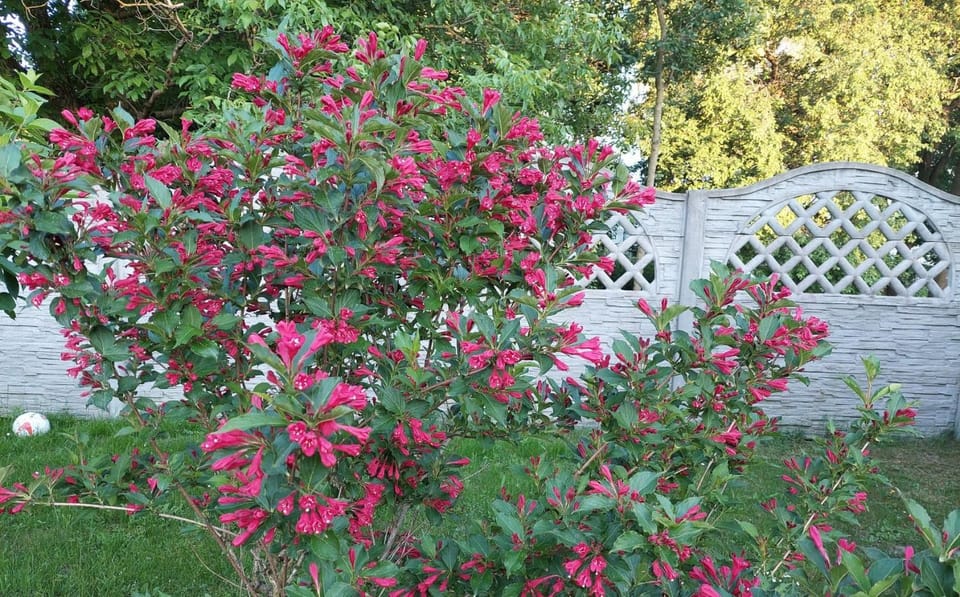 Garden, Garden