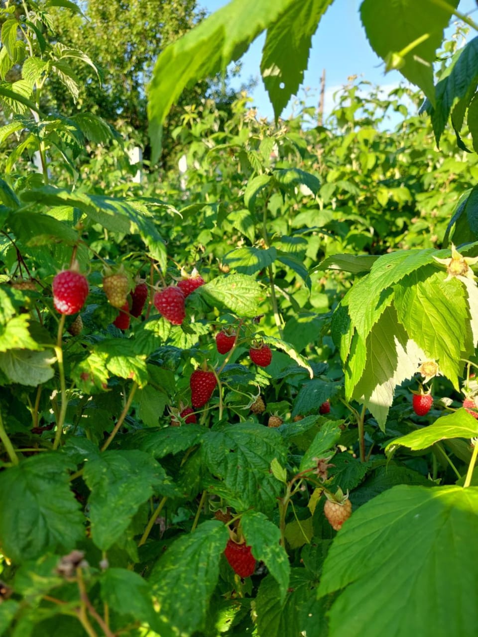 Garden, Garden view