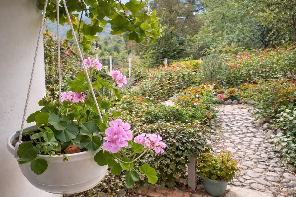 Spring, Day, Garden, Decorative detail