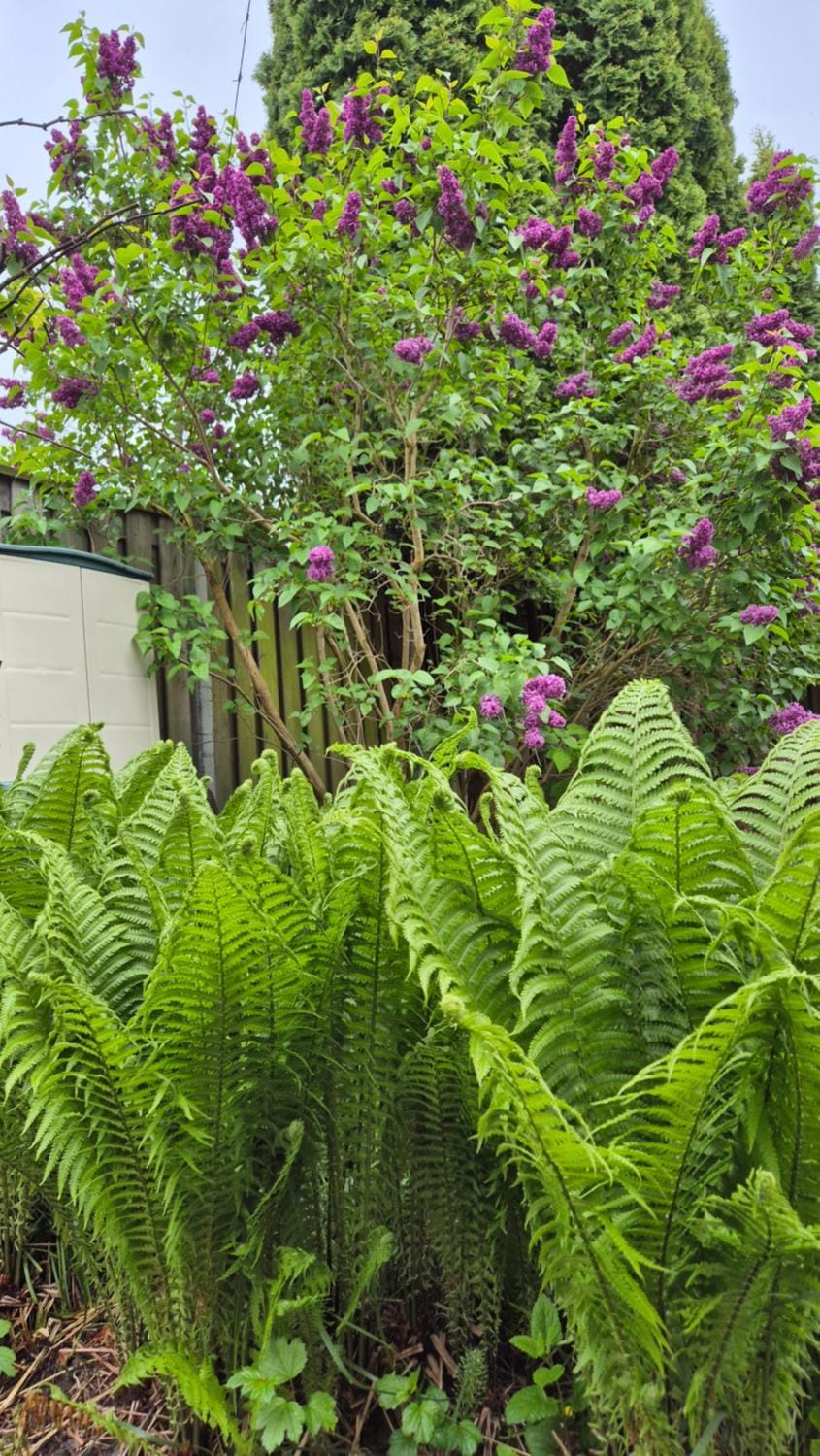 Garden, Garden view