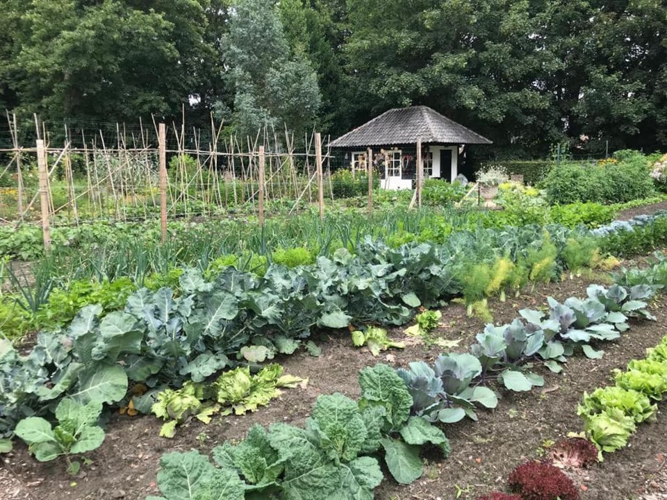 Garden