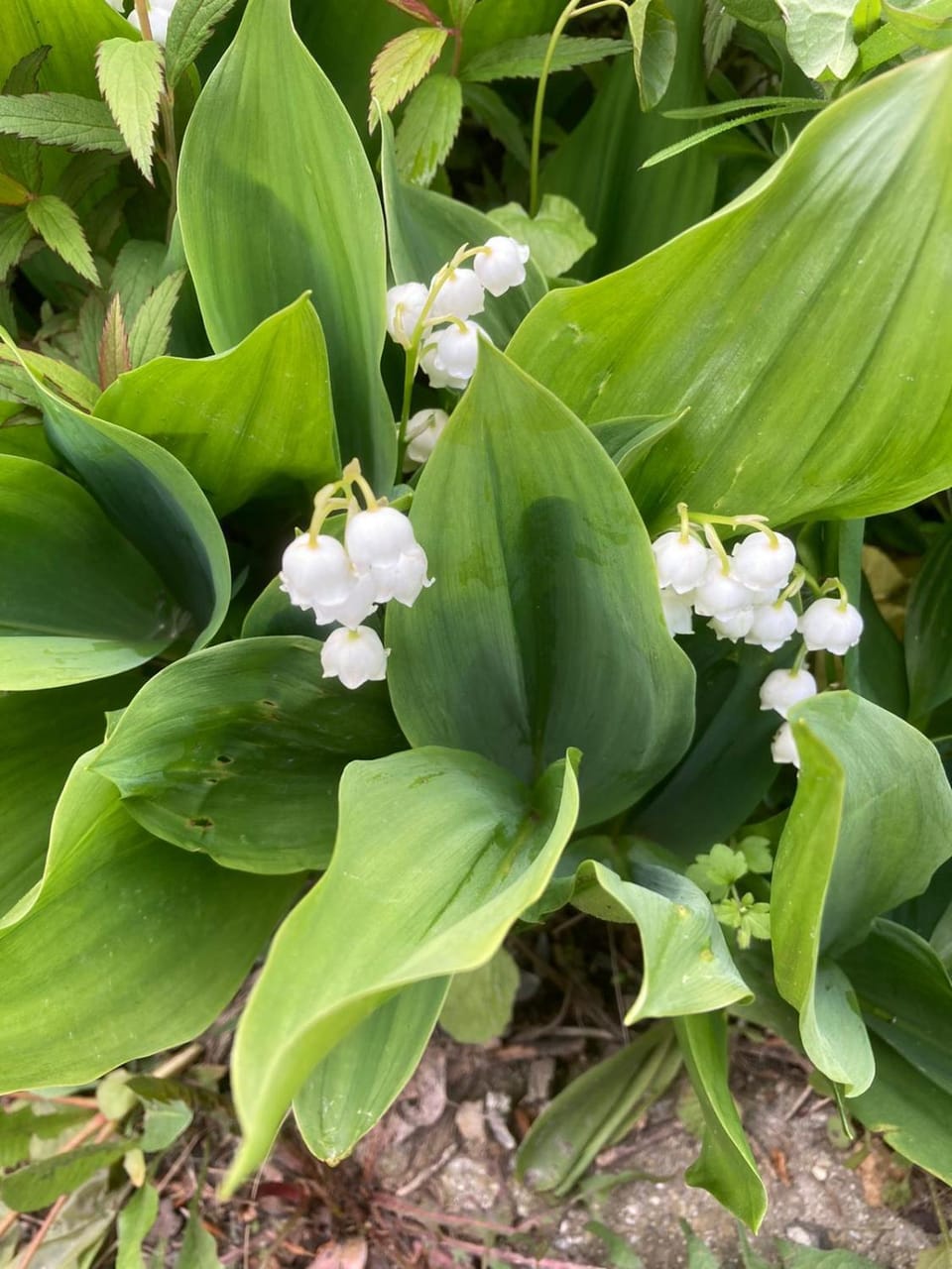 Spring