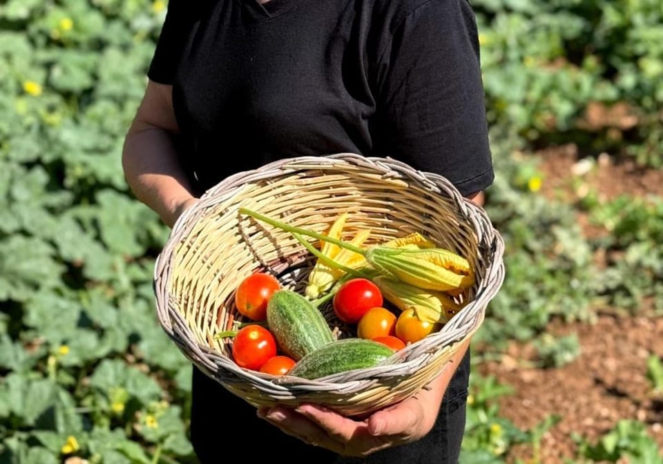 Masseria Pozzelle Farm Stay in Apulia
