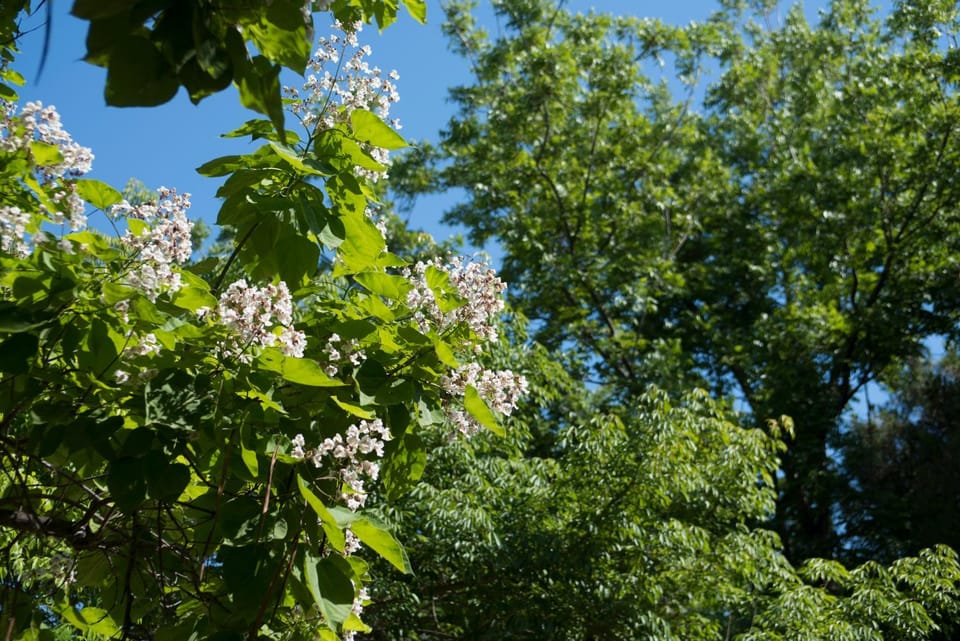 Spring, Garden