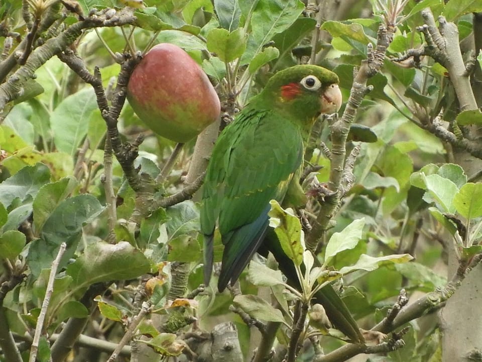 Cabinas las Manzanas Bed y Breakfast Cabin in Cartago Province, Costa Rica