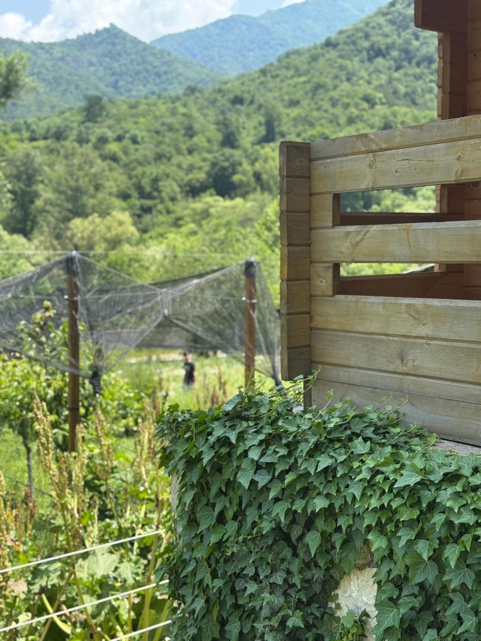Spring, Day, Natural landscape, Garden, Garden view