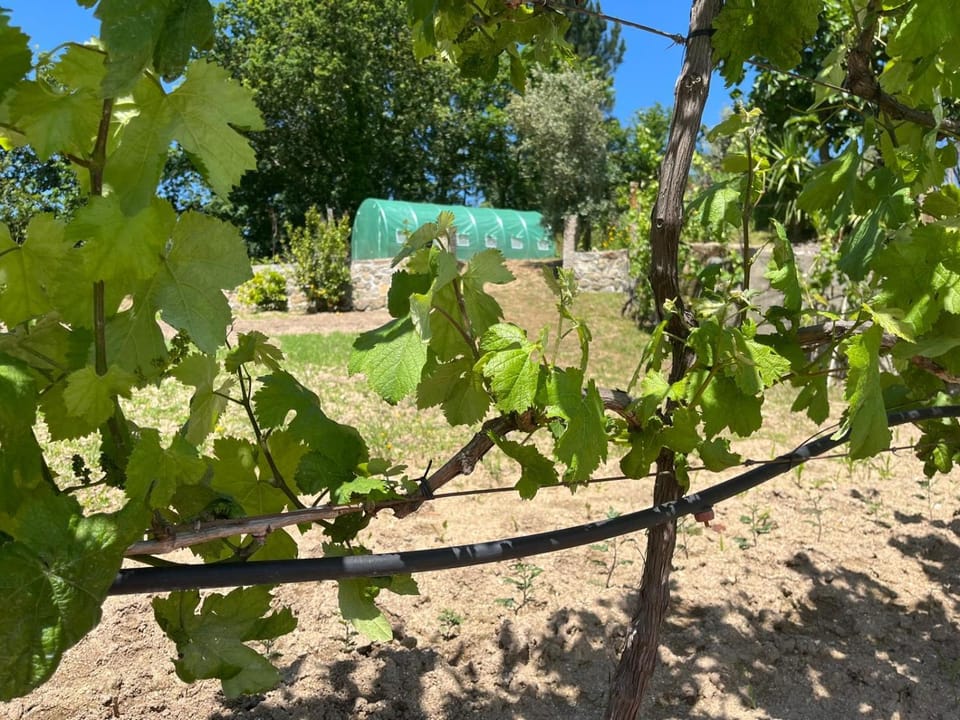 CRASTO PAYVA DOURO NATURE Farm Stay in Porto District