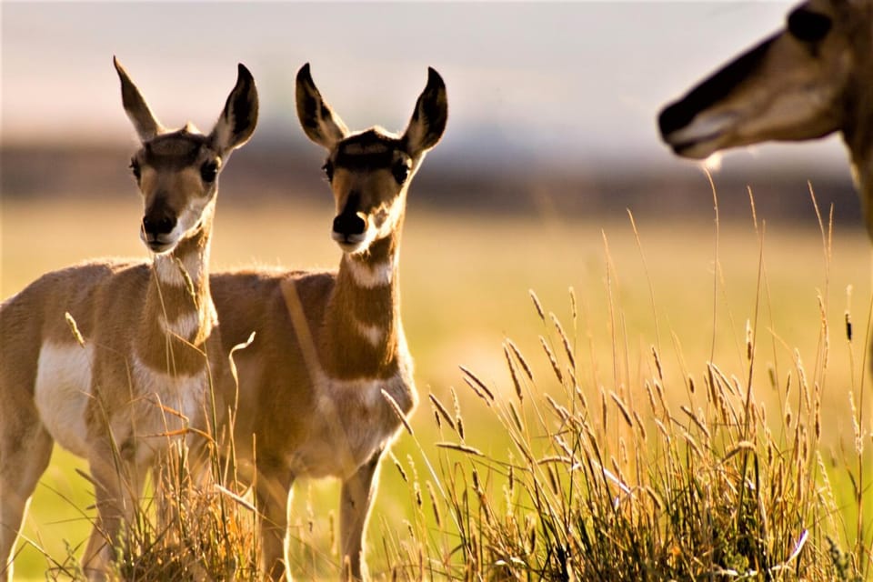 Spring, Off site, Natural landscape, Animals