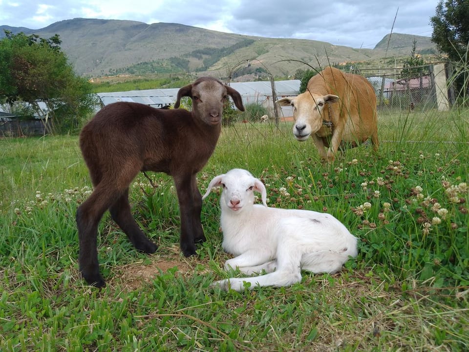 Animals