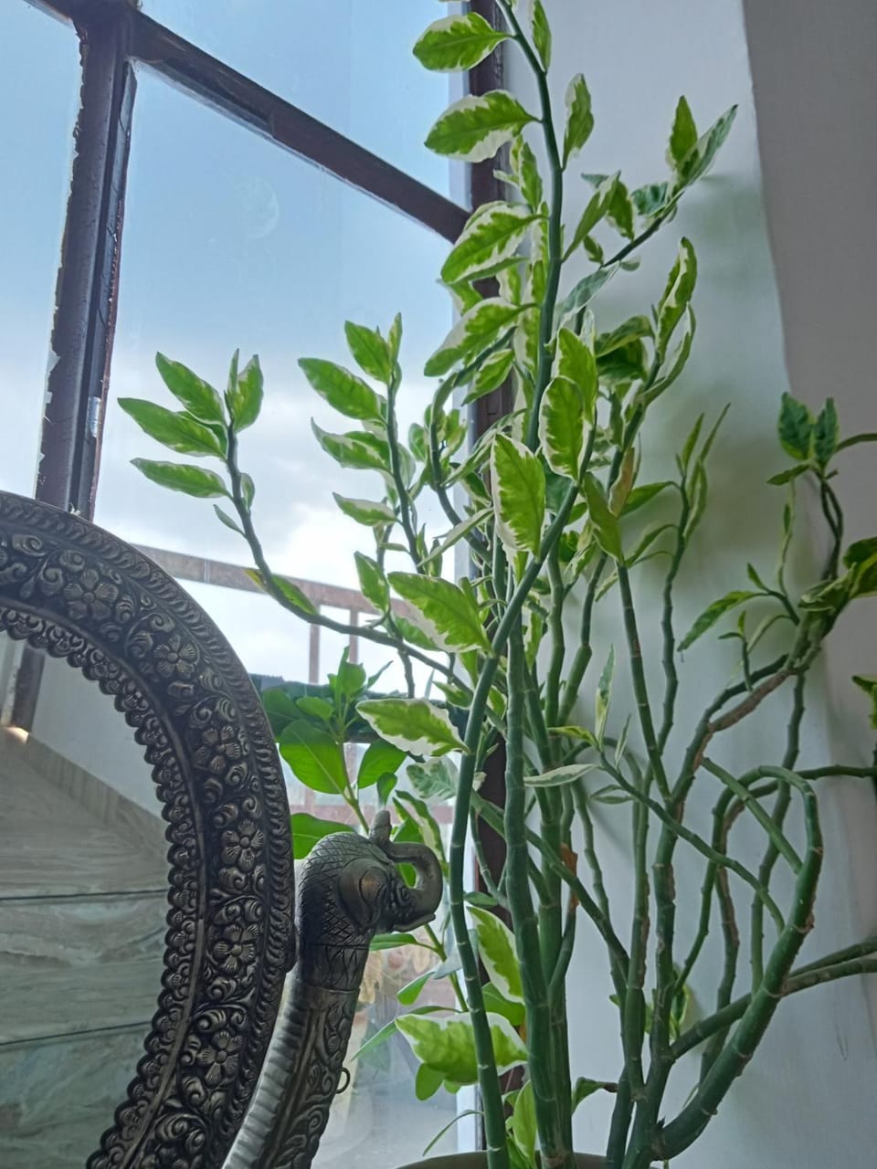 Cocoon Auberge Bed and Breakfast in Jaipur