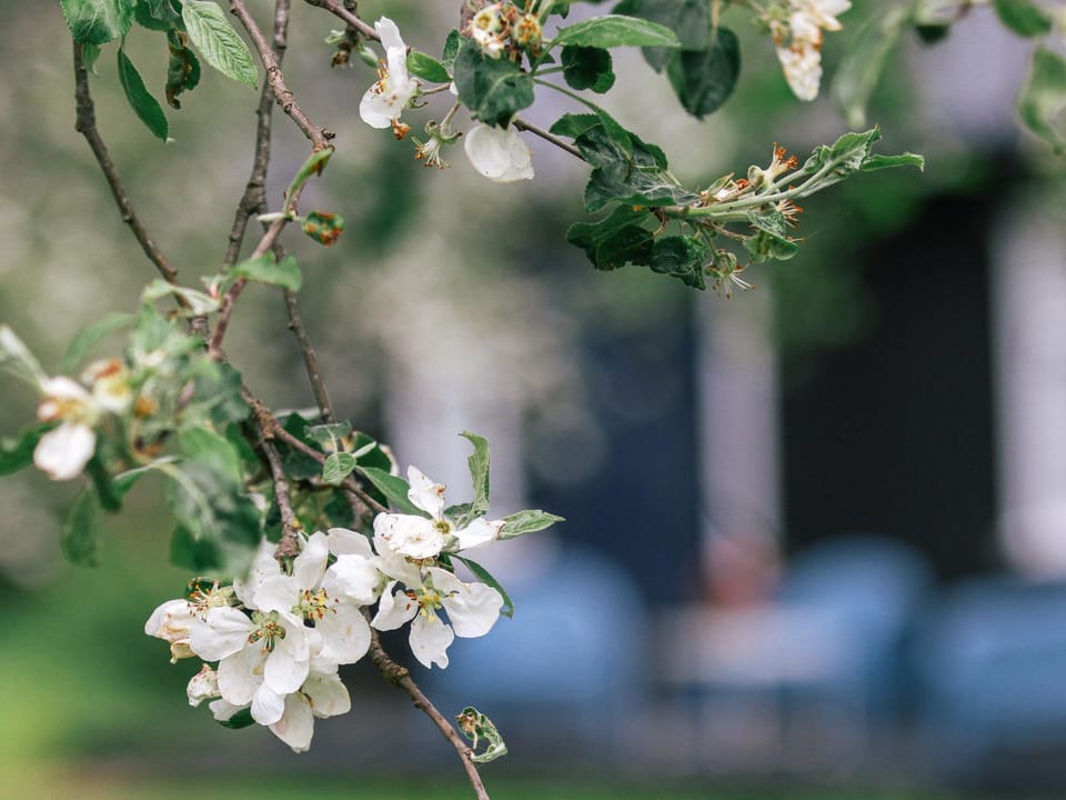 Spring, Day, Garden, Garden view