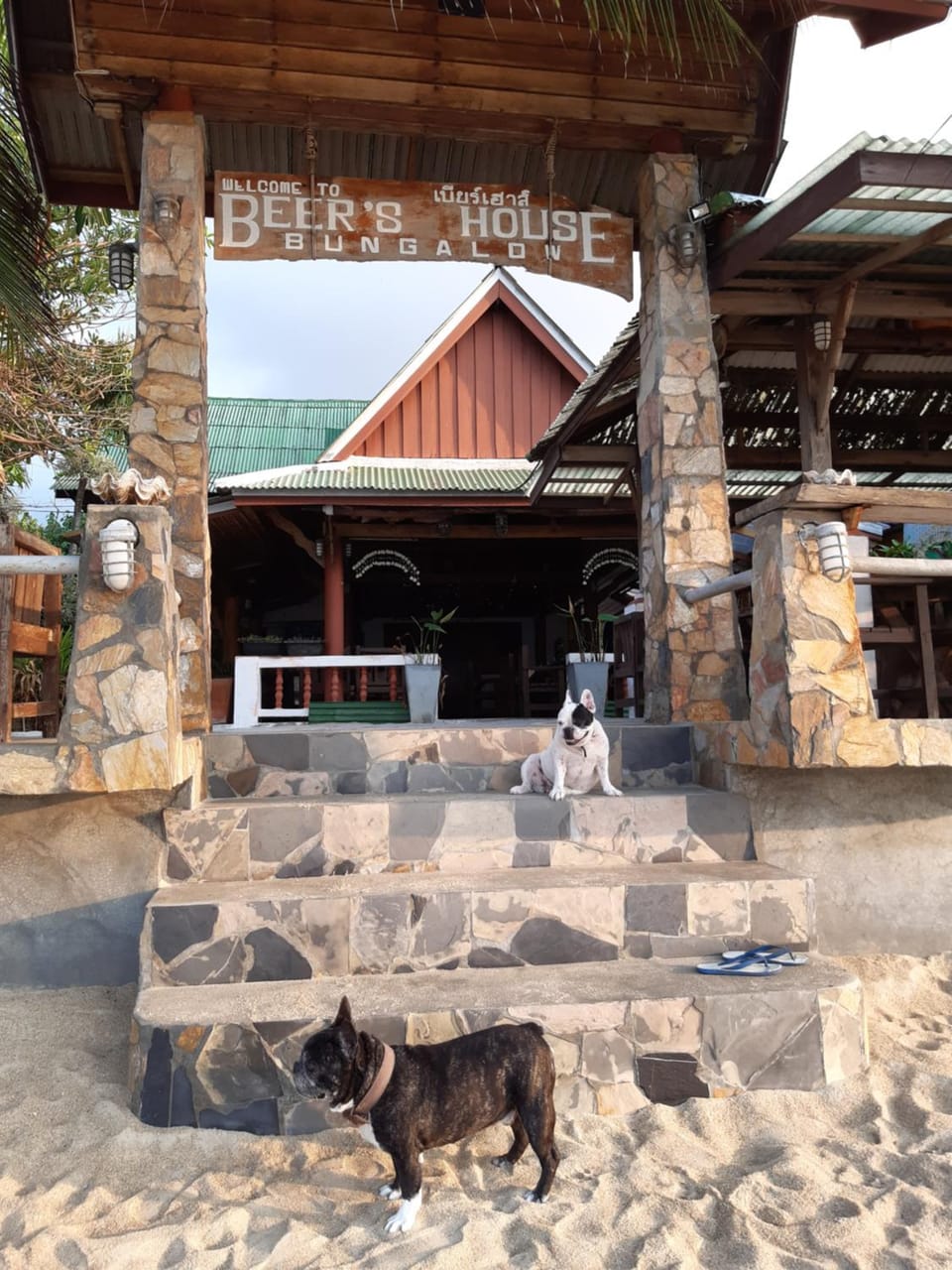 Patio, Day, Pets