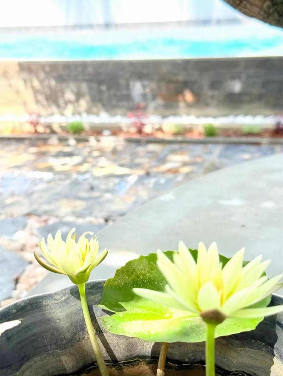Garden view