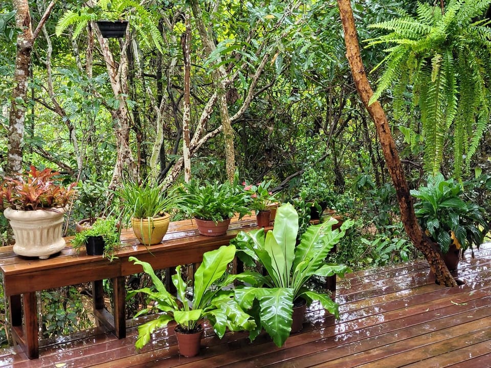 Day, Natural landscape, Garden view