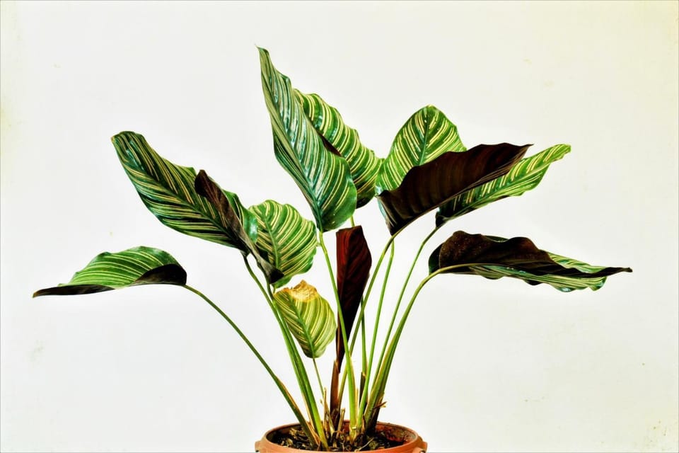 Guest room Vacation rental in County Dublin