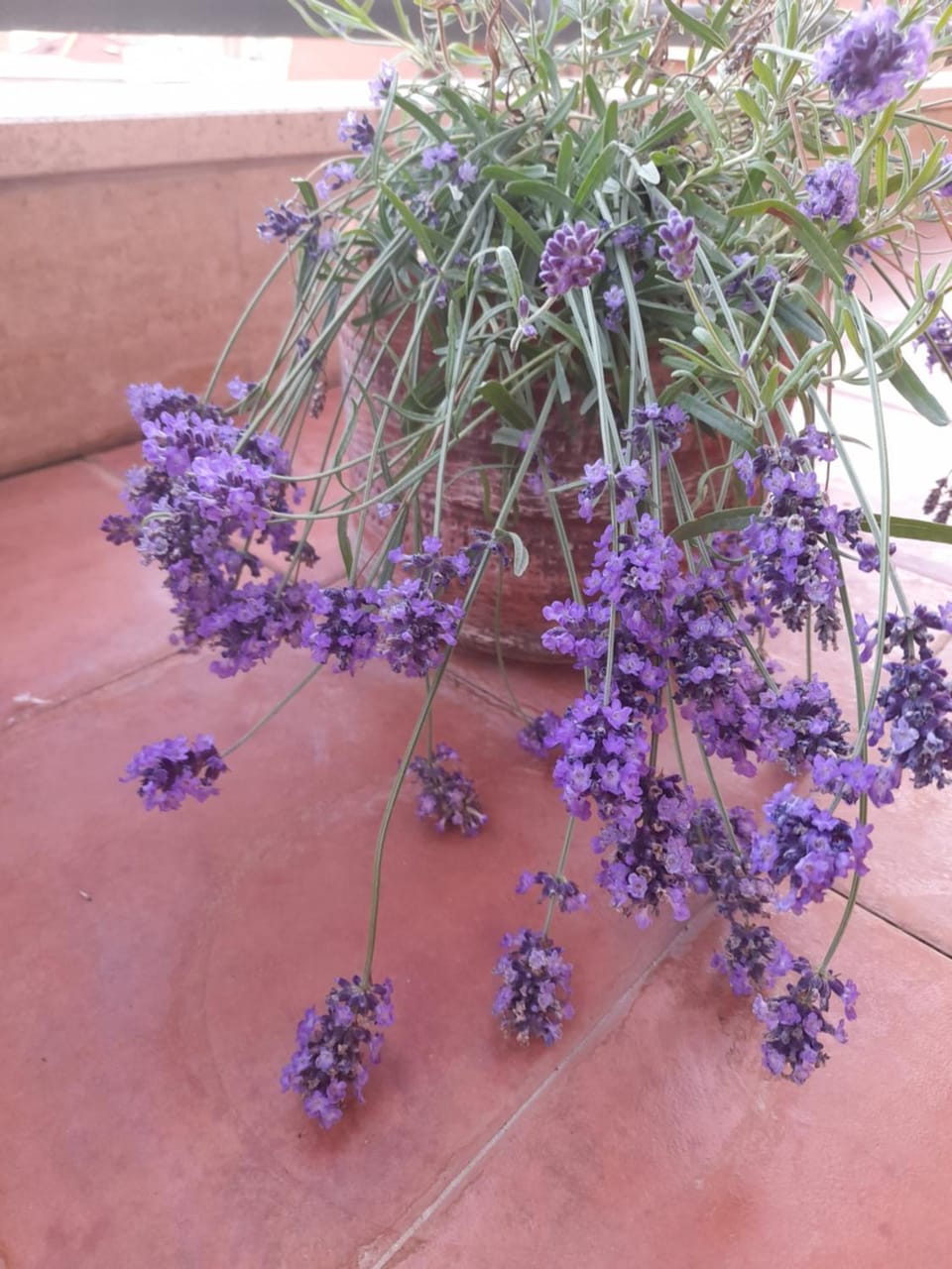 Sea view Penthouse with beautiful Terrace - Casa Verdi Jayanti Apartment in Ostia