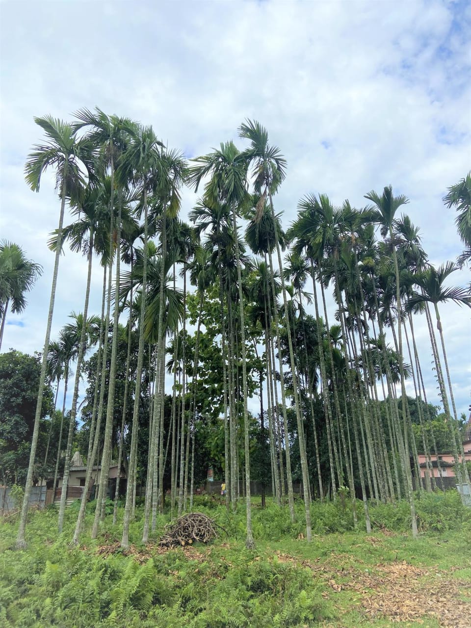 Natural landscape