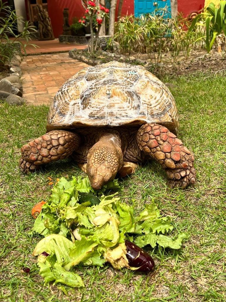 Animals, Garden view