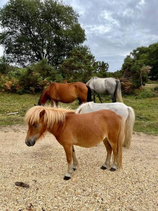 Beach home with garden, close to New Forest House in Bournemouth