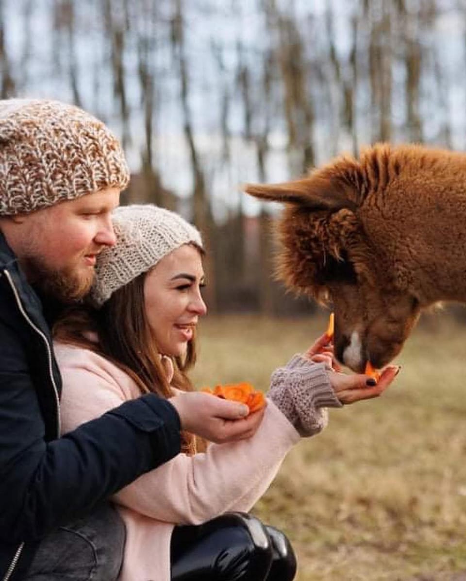 Animals