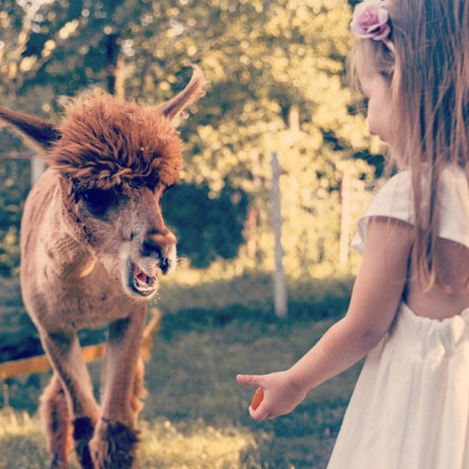 Animals