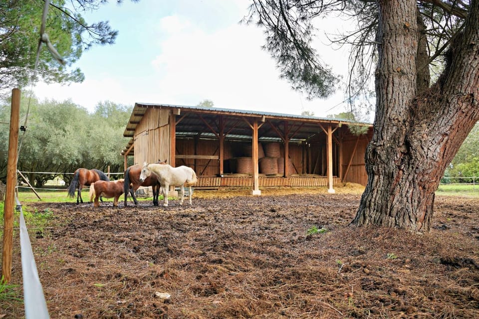 Mas des M Apartment in Occitanie